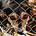 animal-welfare-1116215_1280