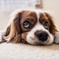 dog-2785074_640